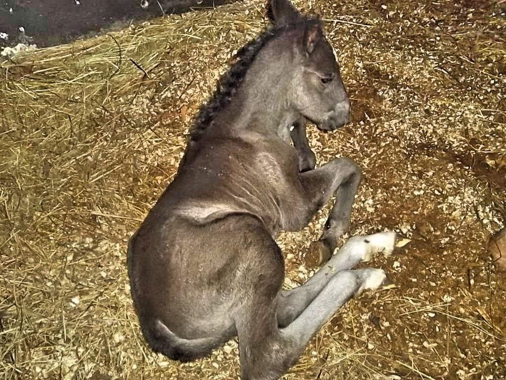 Manzul Neapolitano xxxi-42