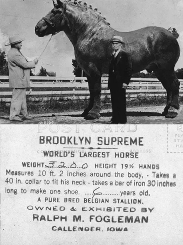 Brooklyn Supreme - Wikimedia.org