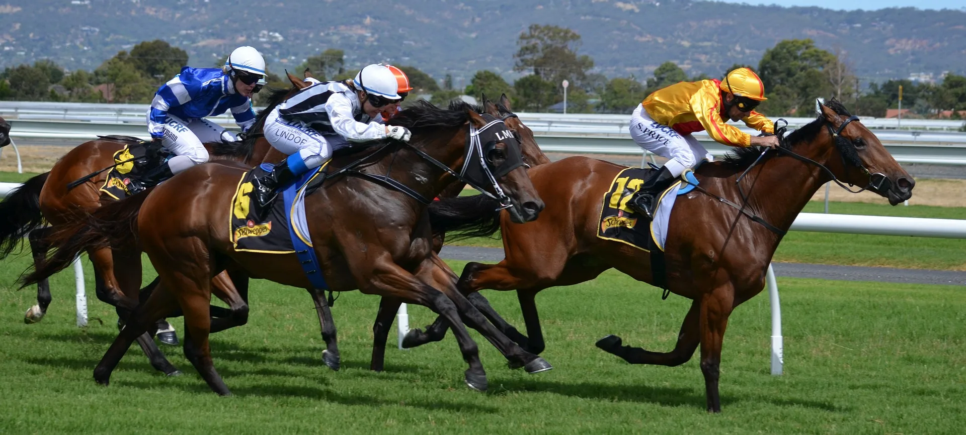 Cai galop