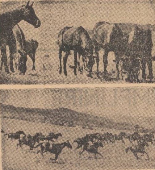 Caii de la Cislău - Viața Buzăului - 1971