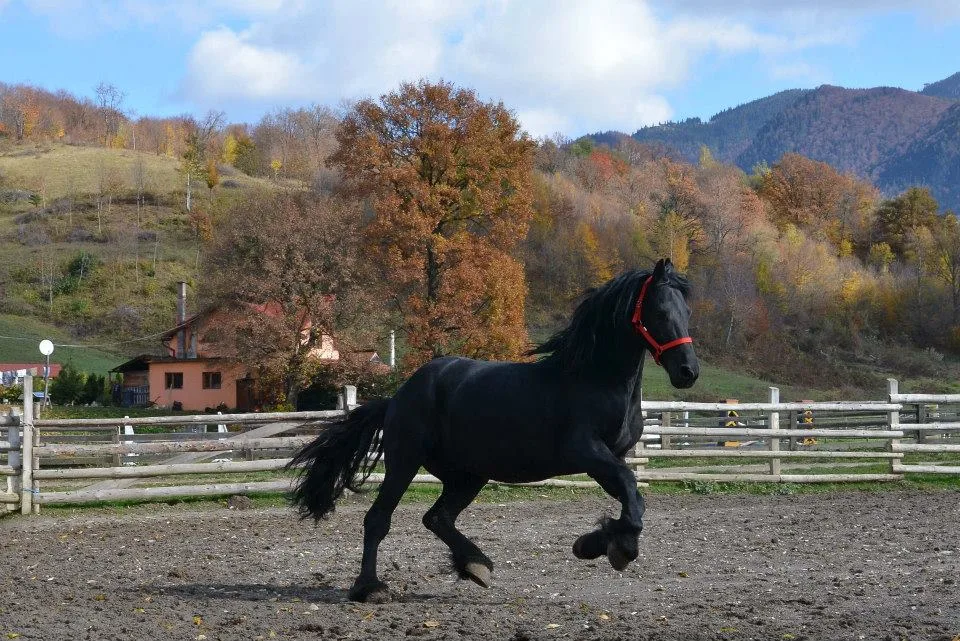 Centrul de echitatie Diana
