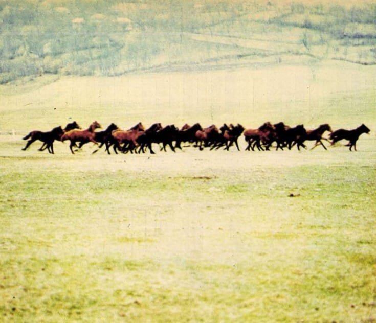 Herghelia Cislau - Romania Pitoreasca 1975