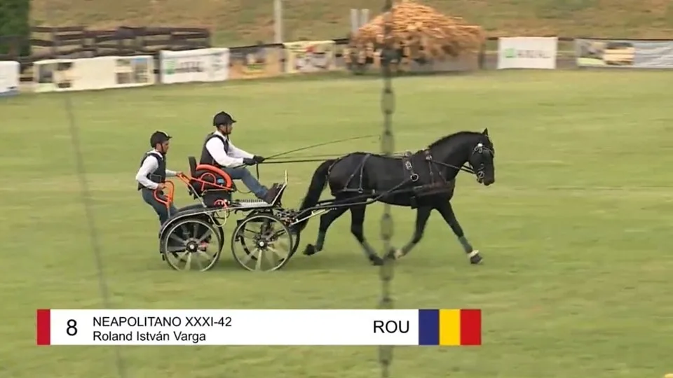 Neapolitano Herghelia Beclean