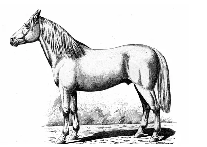 Schiță cal huțul în 1902
