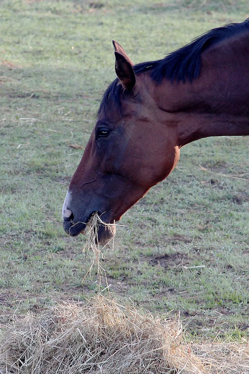 Centru Echitatie Horses Sylvana Club