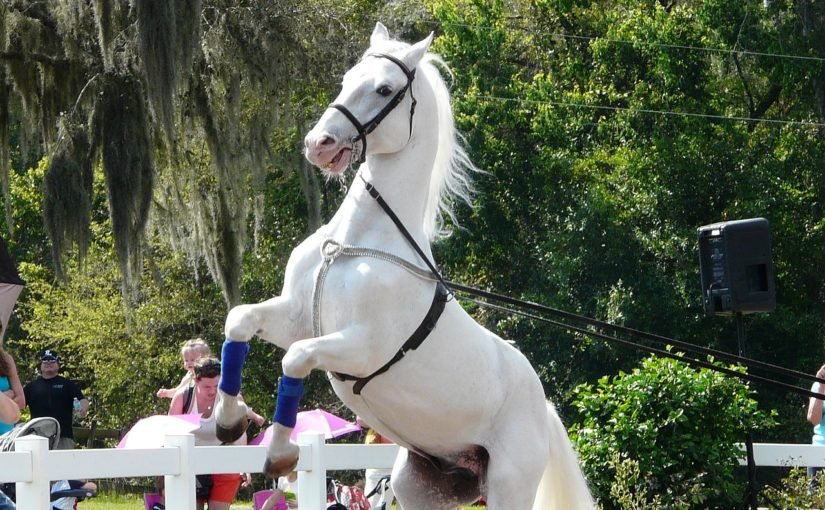 cai Lipitani, rasa calului dansator