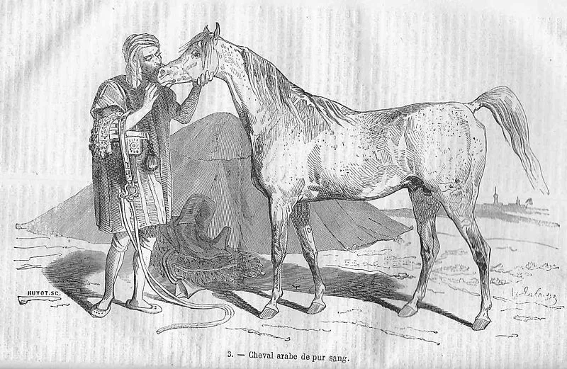 Cal pursange arab