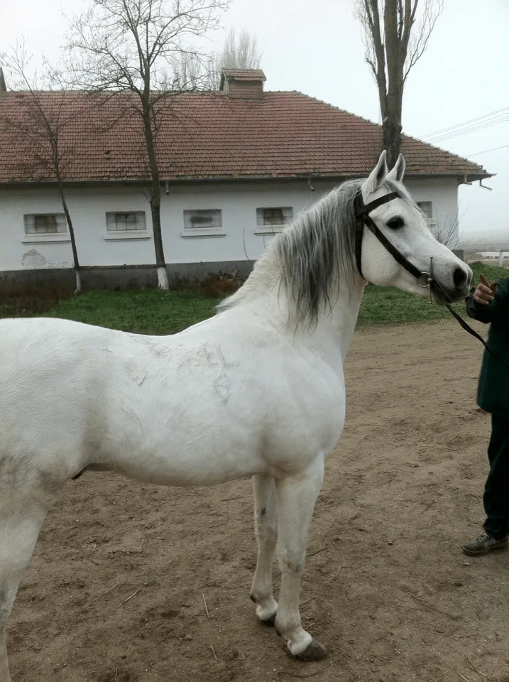 El-Iman