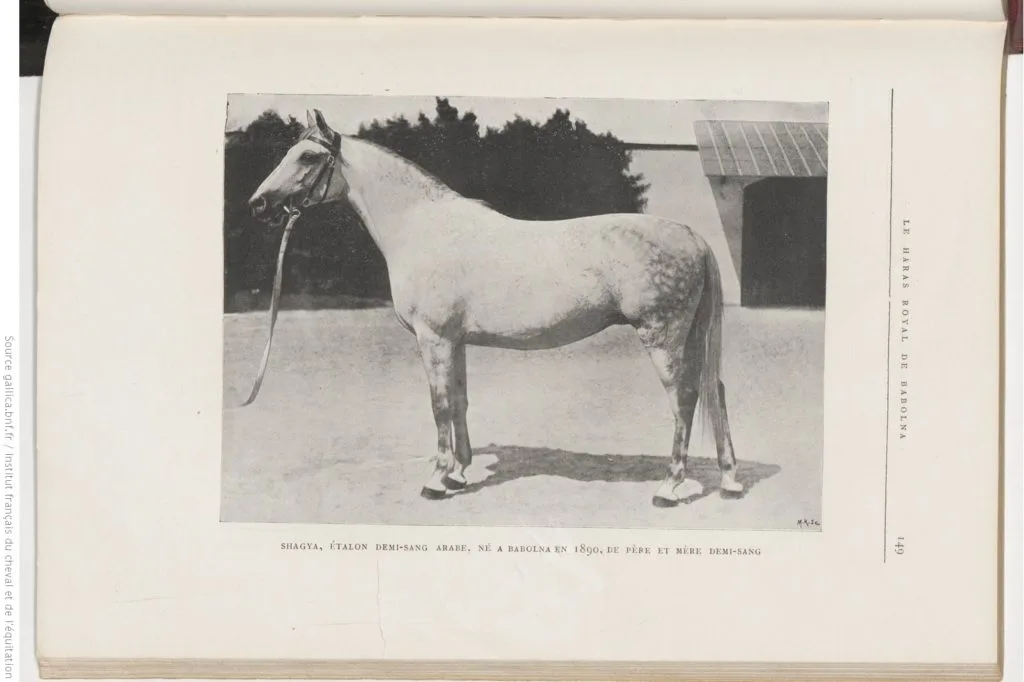 Armasar Shagya in anul 1890, crescut in Imperiul Austro-Ungar