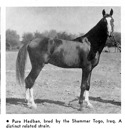 Hadban