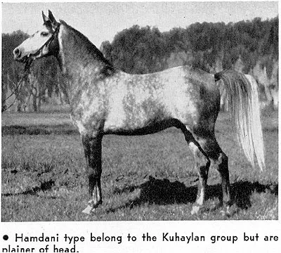 Hamdani