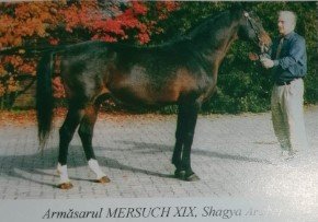 Mersuch-XIX