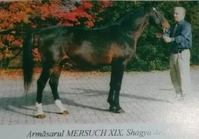 Portret armasar Campion European MERSUCH XIX, rasa Shagya Arab