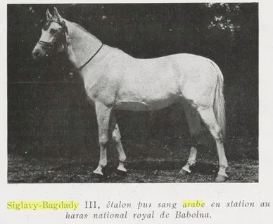 Siglavy