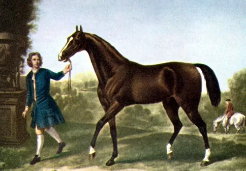 Darley_Arabian