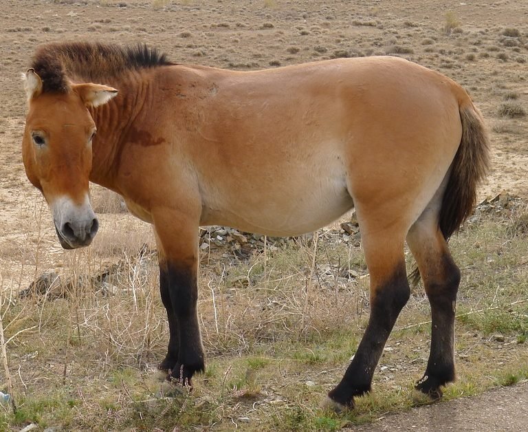 Calul lui Przevalski
