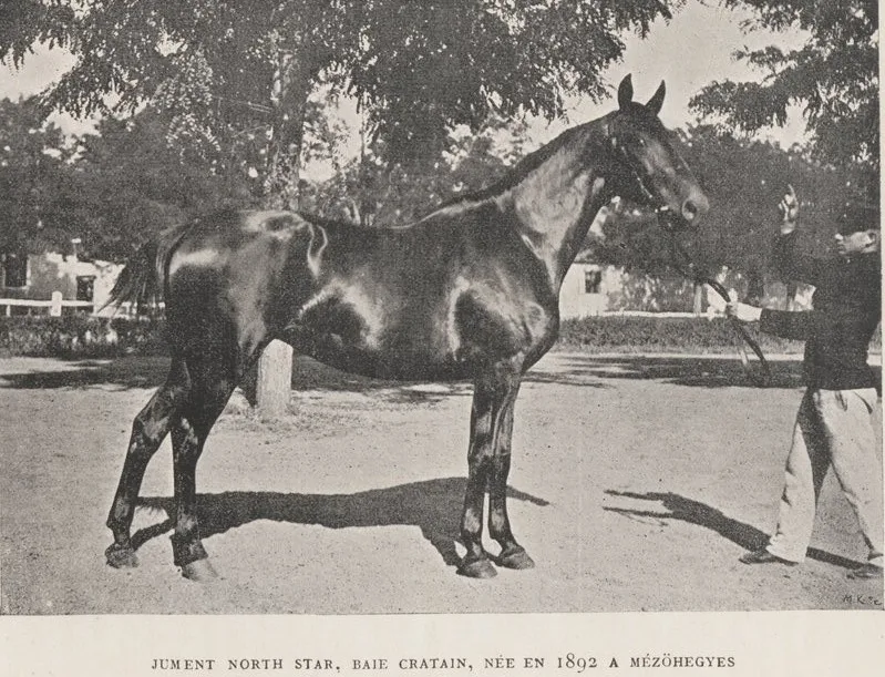 Furioso North-Star