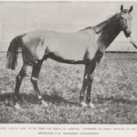 Arges 1901