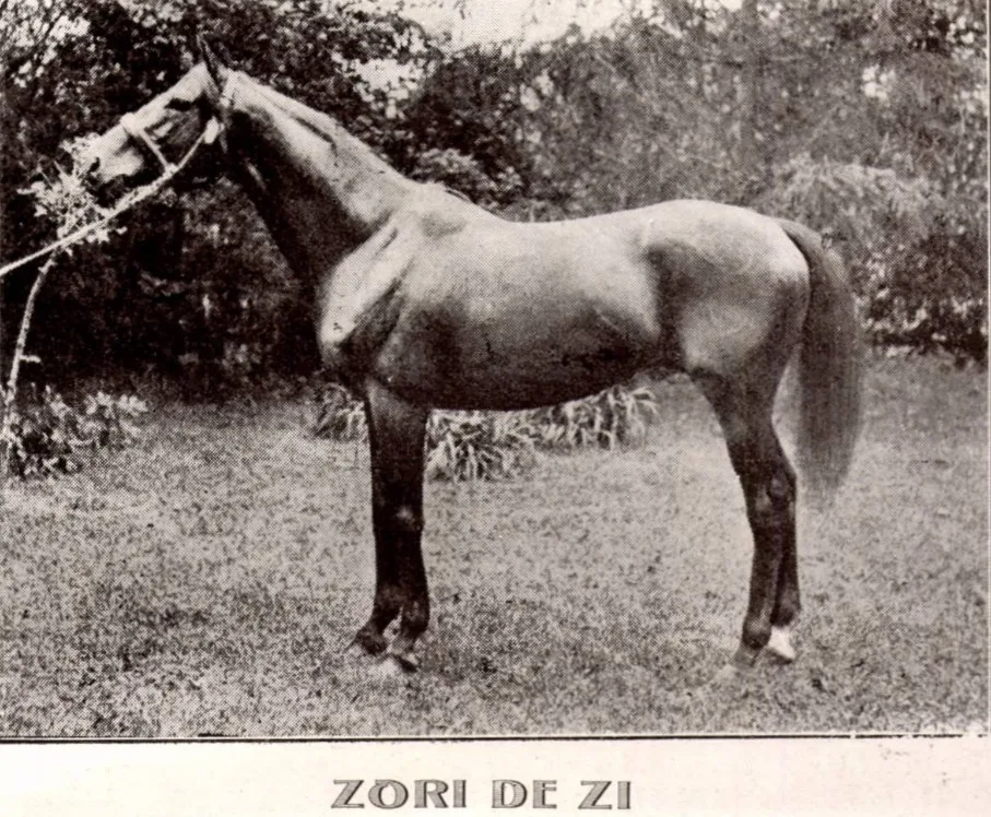Articol de presă vechi despre succesele calului Zori de Zi