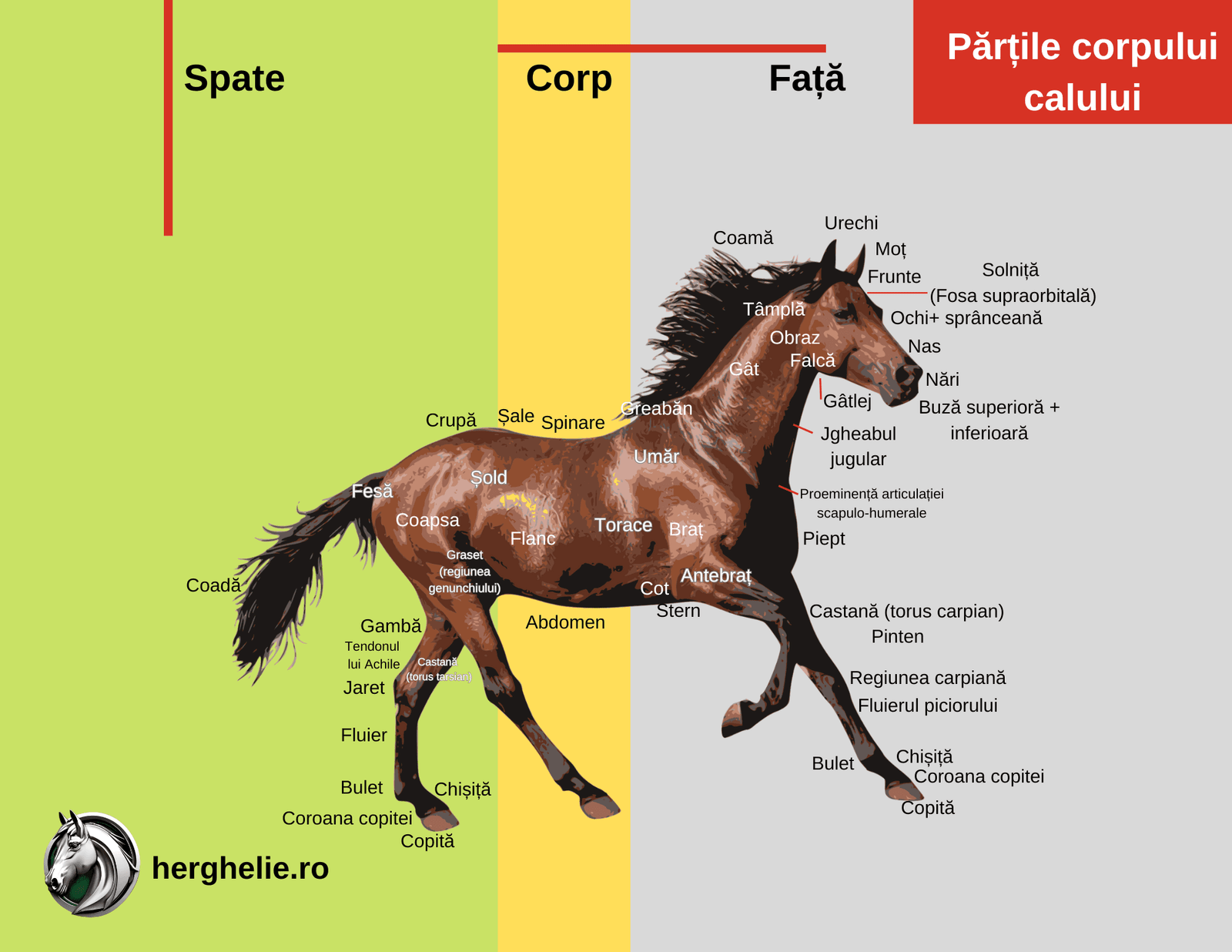 Corpul calului cu părțile anatomice exterioare lui