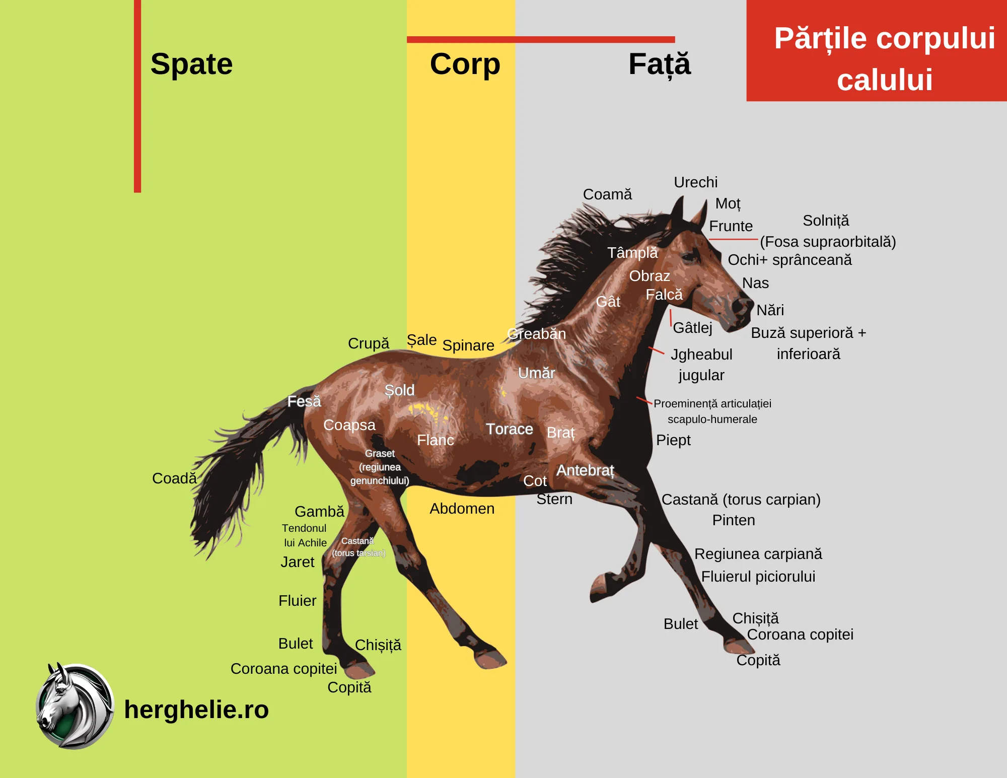 Corpul calului cu părțile anatomice exterioare lui