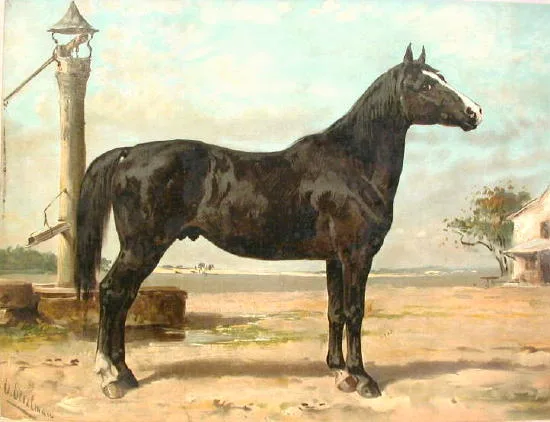 Rasa Nonius