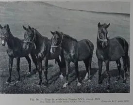 Nonius Bontida 1928