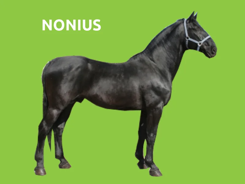 rasa de cai Nonius