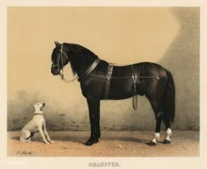 Caii in pictura - Emil Volkers