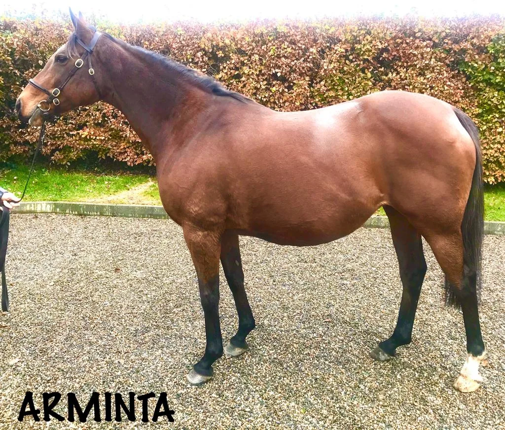 Arminta