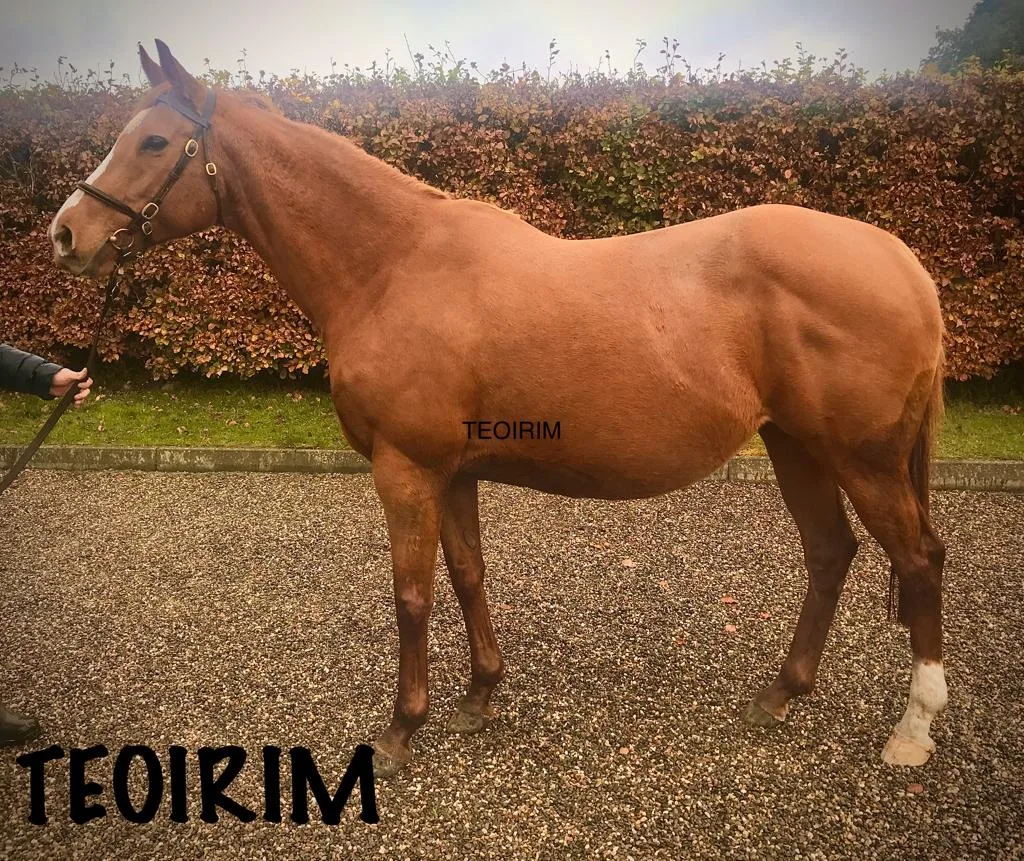 Teoirim