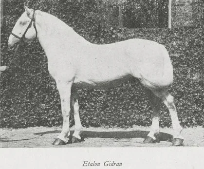 Etalon Gidran