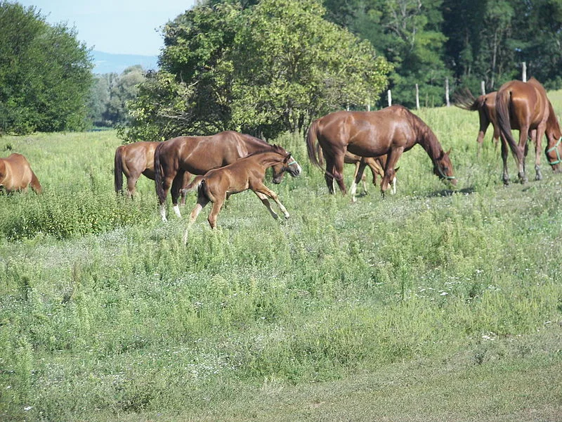 Gidran