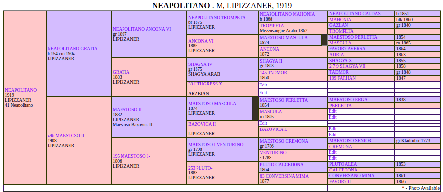 neapolitano pedigree2