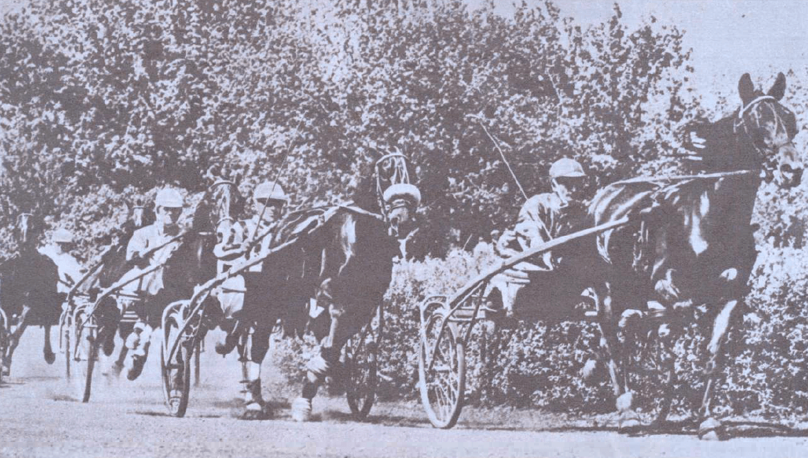 Calul trapas romanesc