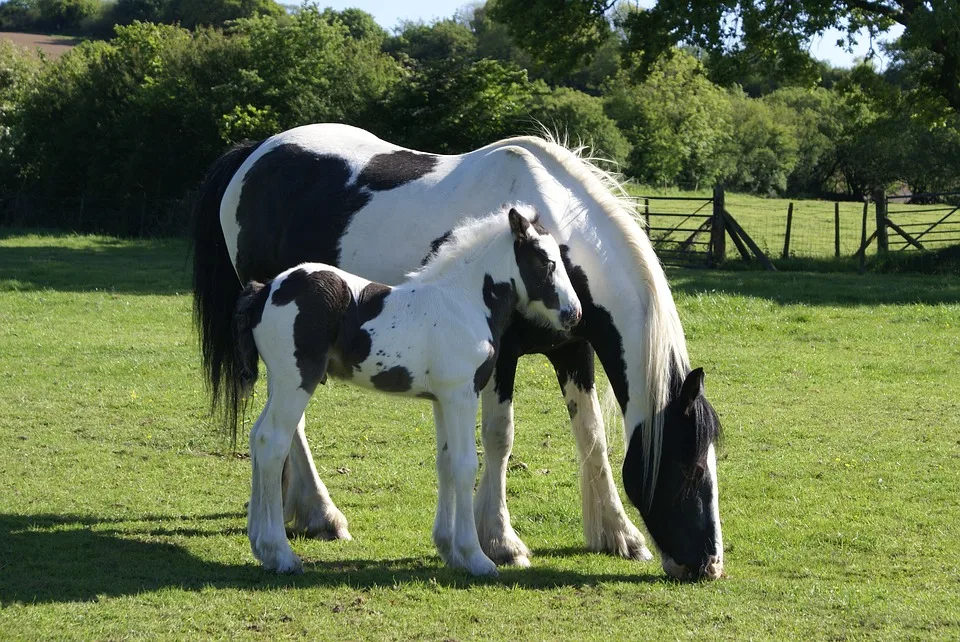 Gypsy vanner