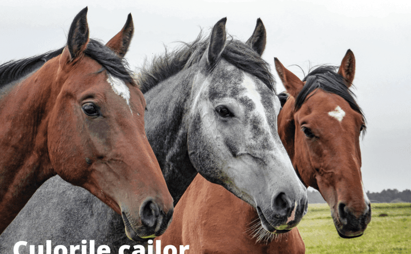Culorile cailor