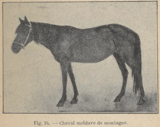 Calul moldovenesc de munte
