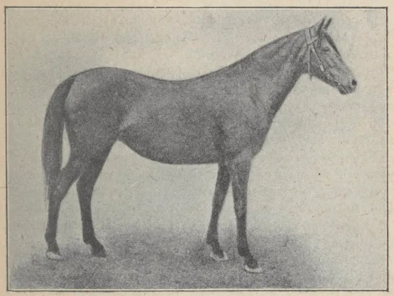 Calul moldovenesc