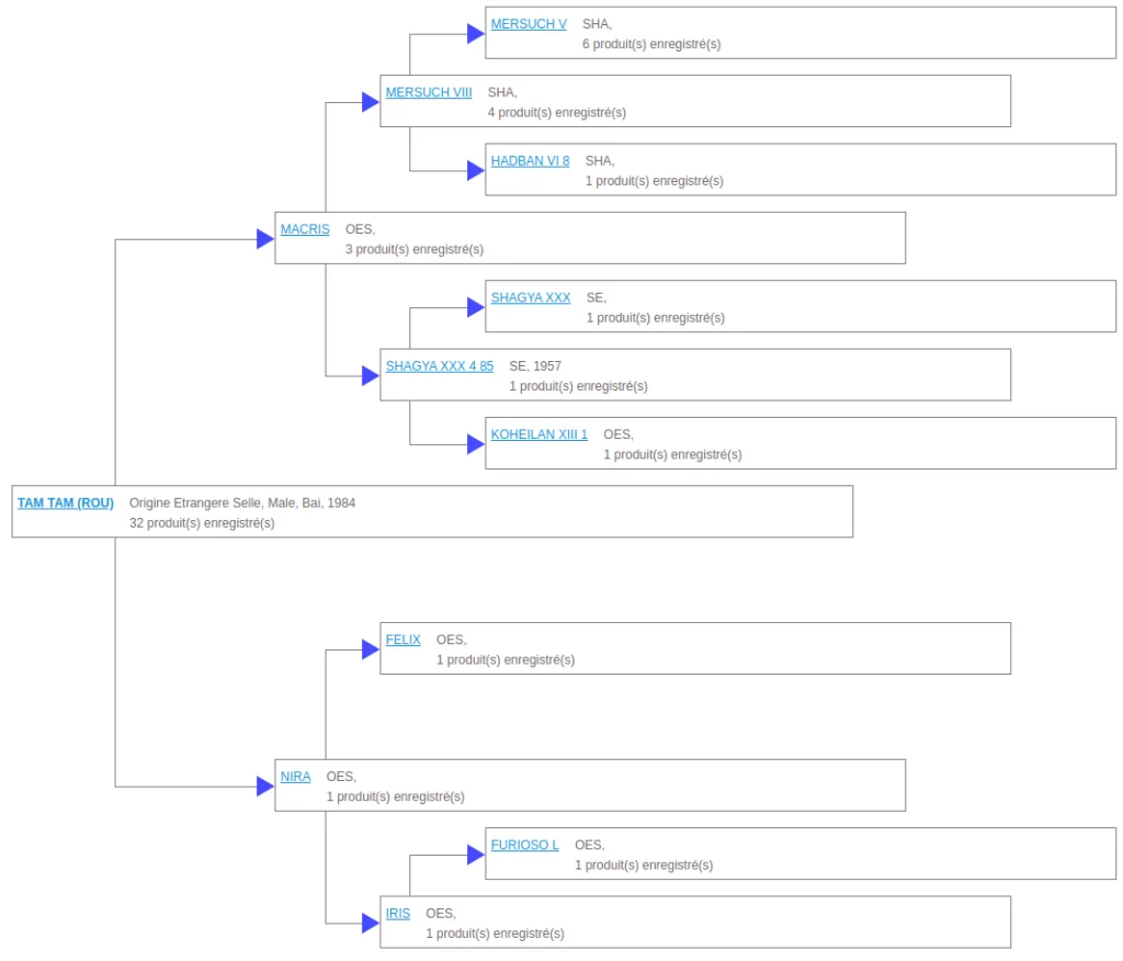 Tam-Tam pedigree