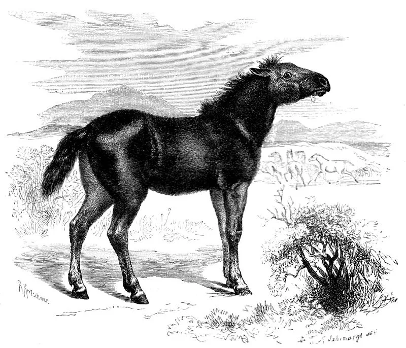 Tarpan