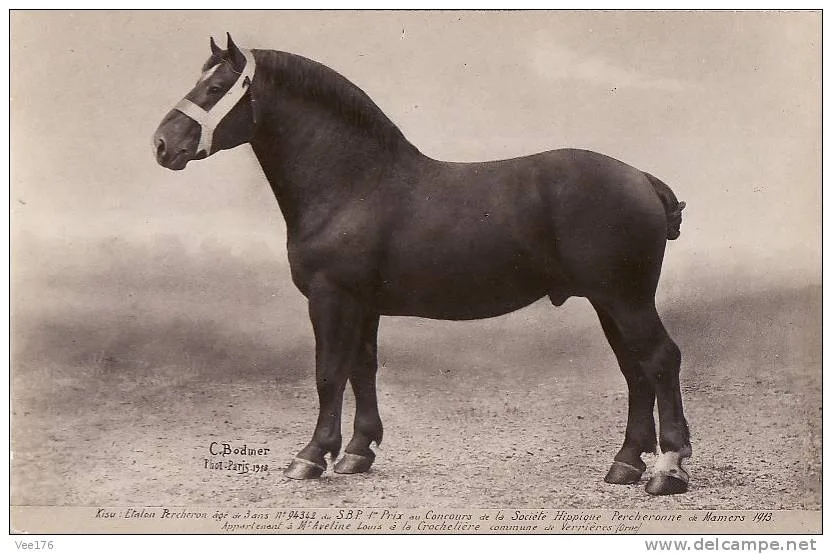 Percheron negru