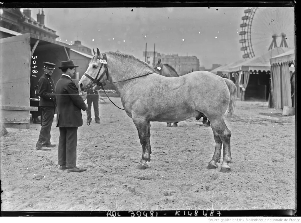 Percheron