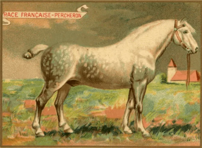 Percheron cover