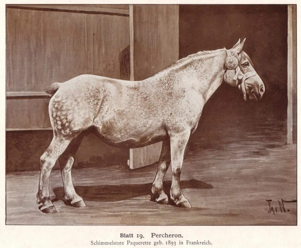 Percheron,_draw2