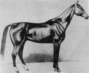 Akhal-Teke_Boinou 