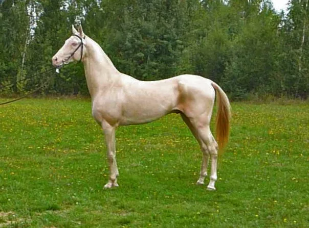 Azim_Akhal_Teke_stallion
