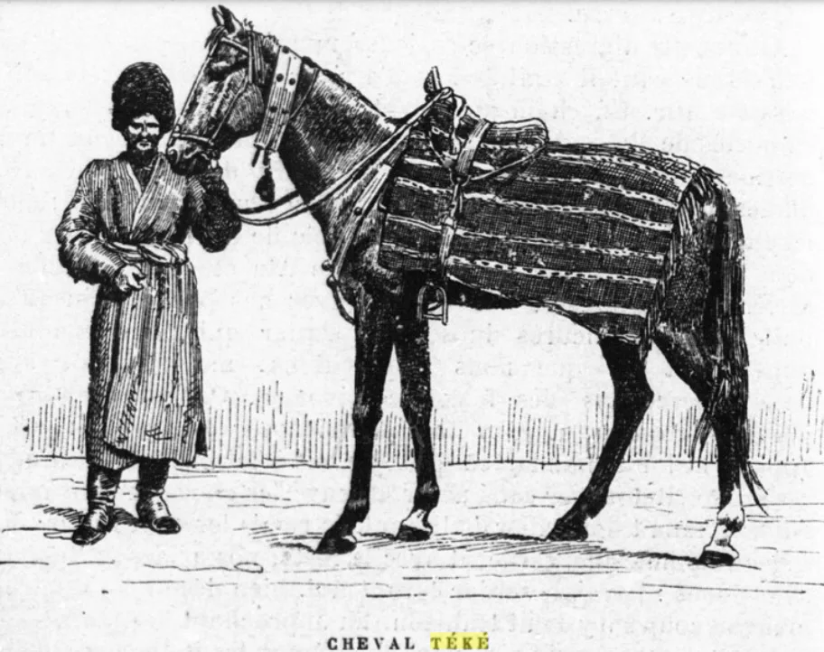 Cal Akhal-Teke