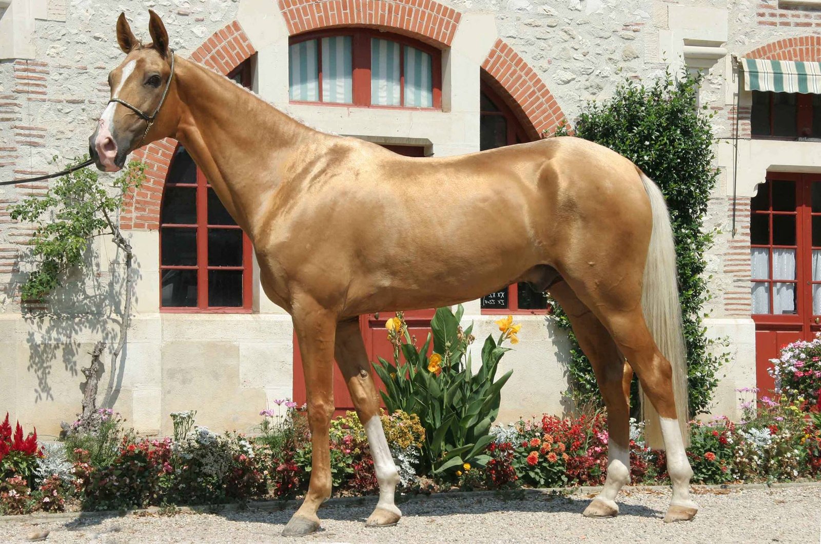 Rasa de cai Akhal-Teke - Calul de aur, cel mai frumos cal din lume