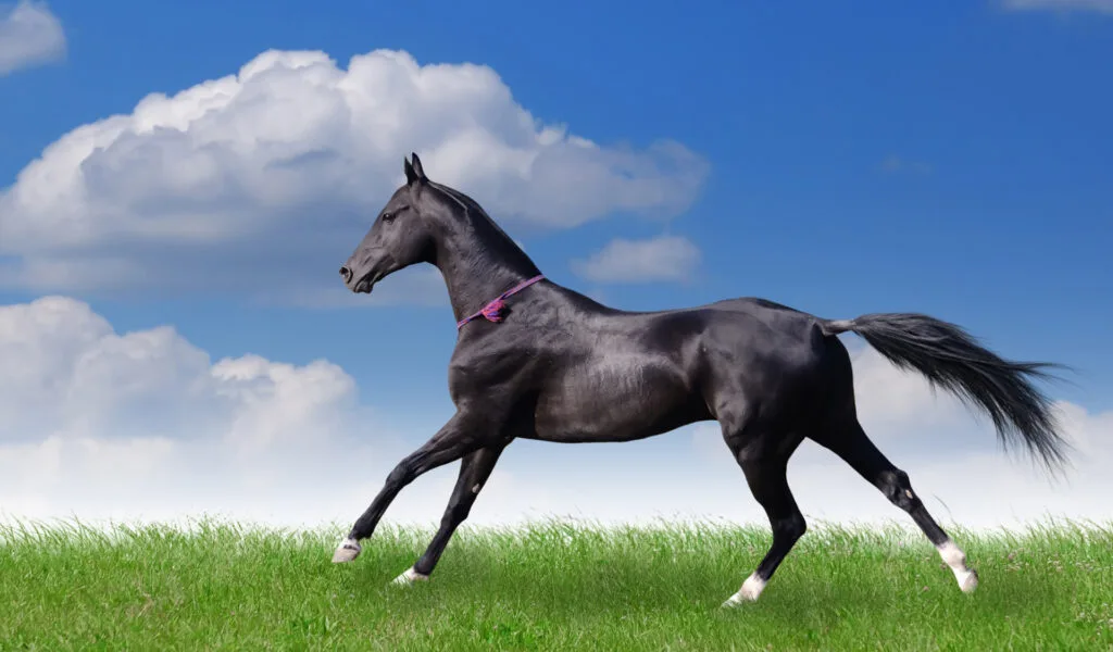 akhal-teke-horse